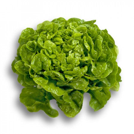 Kitonia F1 Oakleaf Lettuce, pelleted seed