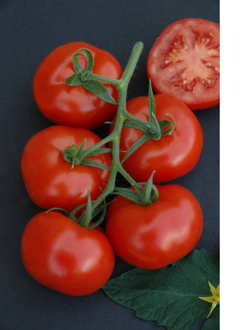Tomato Komeett