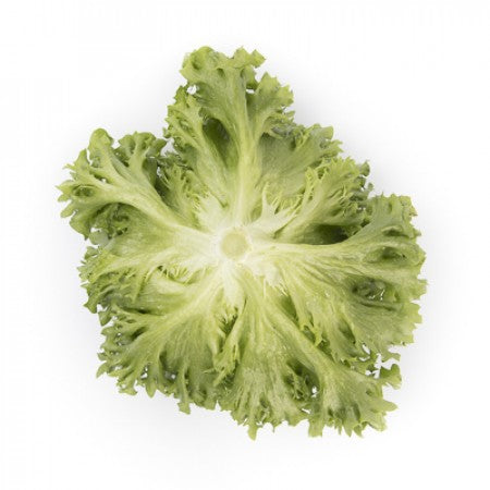 Lalique F1 Crystal Lettuce (RZ 44-17) Pelleted seed