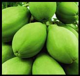 Linda  F1 Papaya Seed