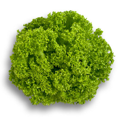 Lozano F1 Lollo Bionda Lettuce, pelleted seed