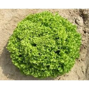 Multiblond 56 F1  Multileaf Lettuce, pelleted seed