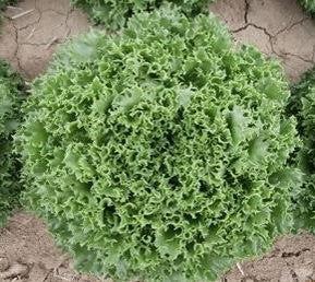 Multigreen 101 F1  Multileaf Lettuce, pelleted seed