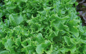 Multigreen 60 F1 Multileaf Lettuce, pelleted seed