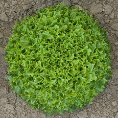 Multigreen 60 F1 Multileaf Lettuce, pelleted seed