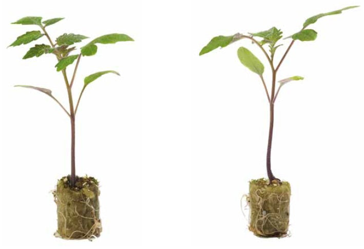 Tomato Rootstock DR0141TX (Pelleted Seed)