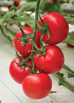 Merkur F1  Truss Tomato
