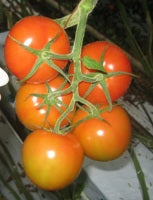 Tomato Merlice