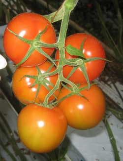 Tomato Merlice