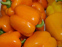 Milena Orange Bell Pepper