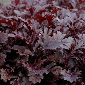 Mustard - Miz America (Red Mizuna)