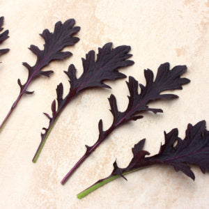 Mustard - Miz America (Red Mizuna)