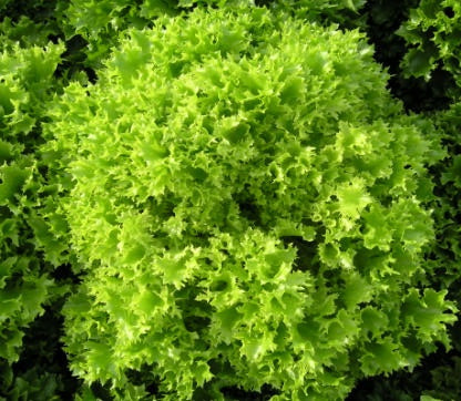 Multiblond 3 F1  Multileaf Lettuce, pelleted seed
