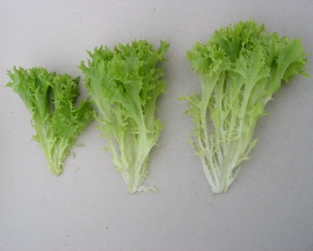 Multiblond 3 F1  Multileaf Lettuce, pelleted seed