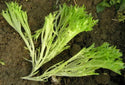 Multigreen 2 F1  Multileaf Lettuce, pelleted seed