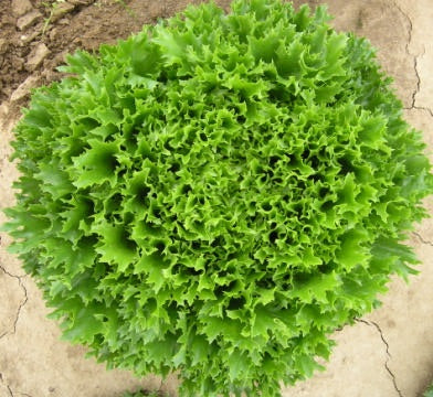 Hydroponic Lettuce