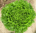 Hydroponic Lettuce