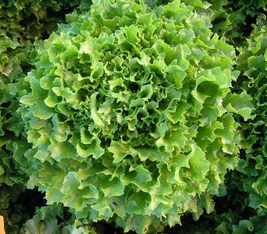 Multigreen 3  F1 Multileaf Lettuce, pelleted seed