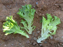 Multigreen 3  F1 Multileaf Lettuce, pelleted seed