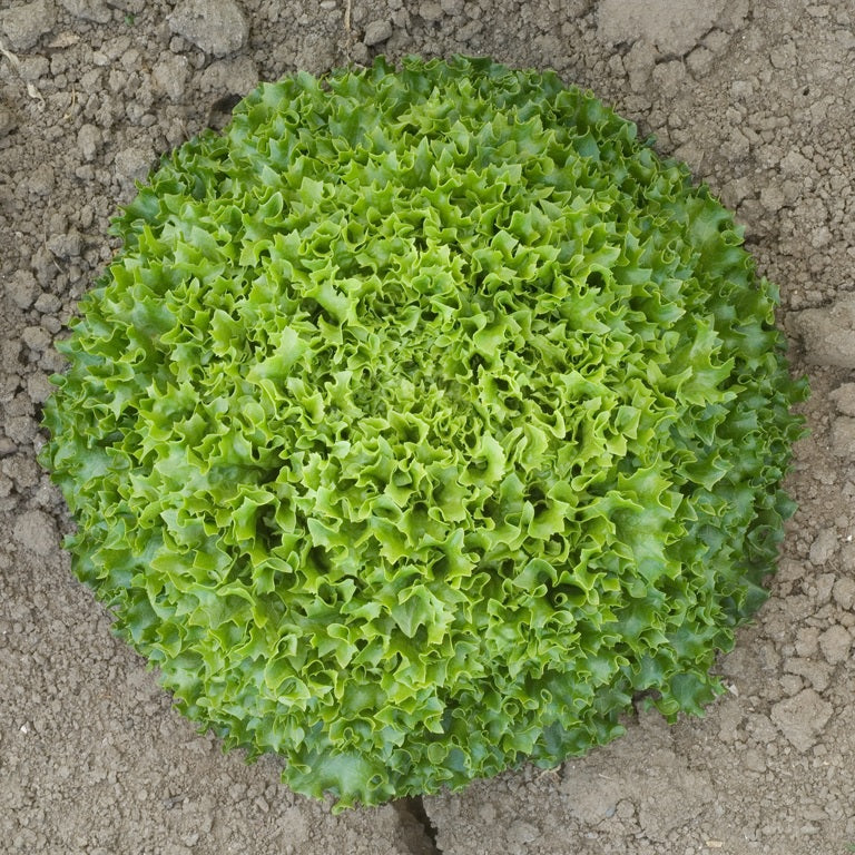 Multigreen 50 F1  Multileaf Lettuce, pelleted seed