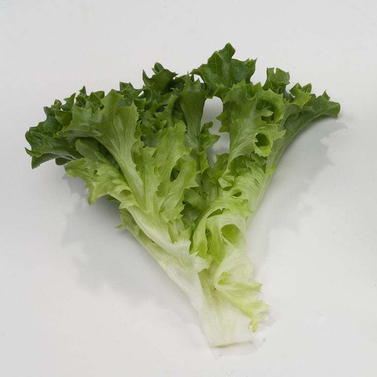 Multigreen 50 F1  Multileaf Lettuce, pelleted seed