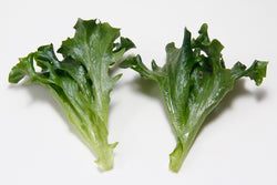 Multigreen 57  F1 Multileaf Lettuce, pelleted seed