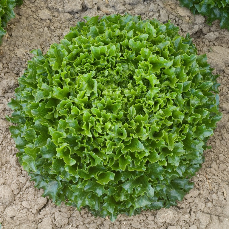 Multigreen 57  F1 Multileaf Lettuce, pelleted seed