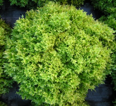 Multigreen 1 F1 Multileaf Lettuce, pelleted seed