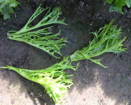 Multigreen 1 F1 Multileaf Lettuce, pelleted seed