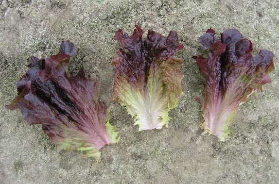 Multired 4 F1  Multileaf Lettuce, pelleted seed