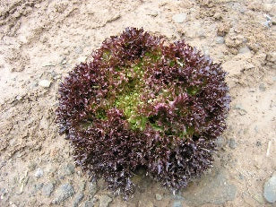 Multired 54 F1  Multileaf Lettuce, pelleted seed