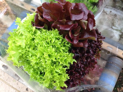 Multired 80 F1   Multileaf Lettuce, pelleted seed