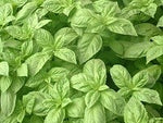 Basil - Nufar