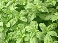 Basil - Nufar