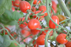 Olivia F1  Cherry Tomato