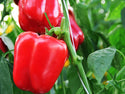 Olympus Green to Red Bell Pepper