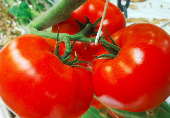 Ondero F1 Beefsteak Tomato