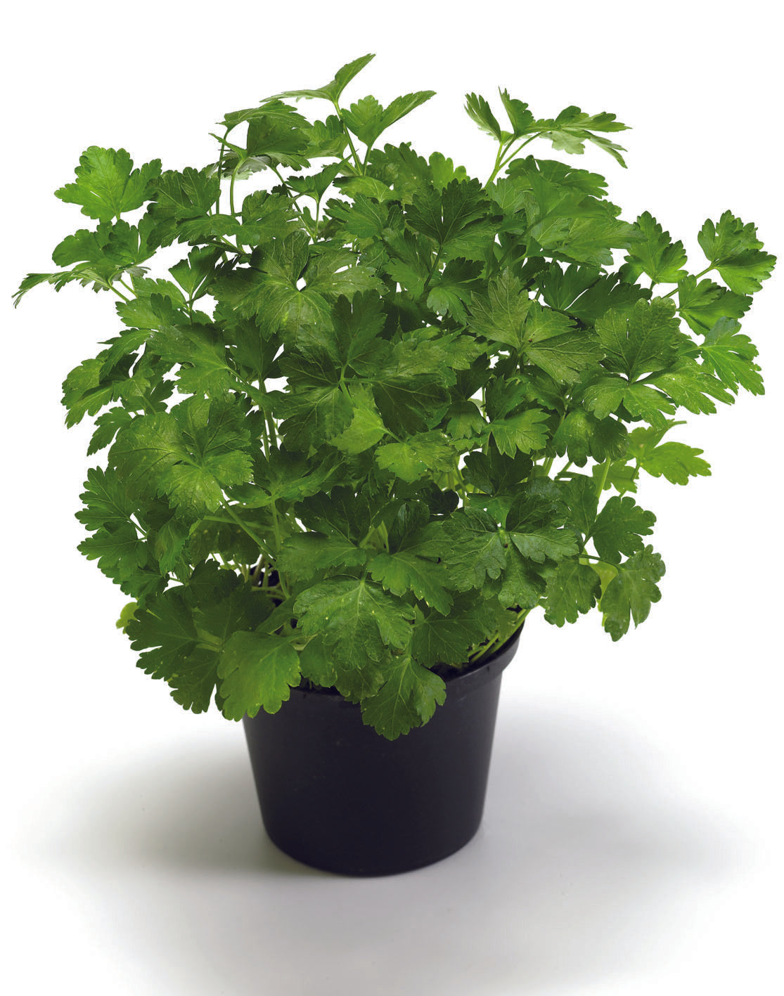 Parsley - Italian Giant