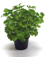 Parsley - Italian Giant
