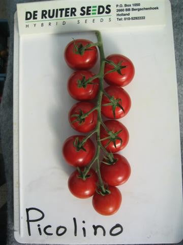 Tomato Picolino