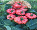Pink Smart F1 Specialty Tomato
