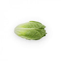 Rabello Romaine Lettuce, pelleted seed