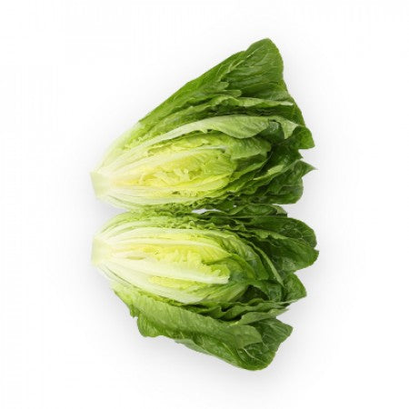 Rabello F1 Romaine Lettuce, pelleted seed