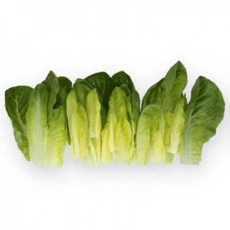 Rabello F1 Romaine Lettuce, pelleted seed