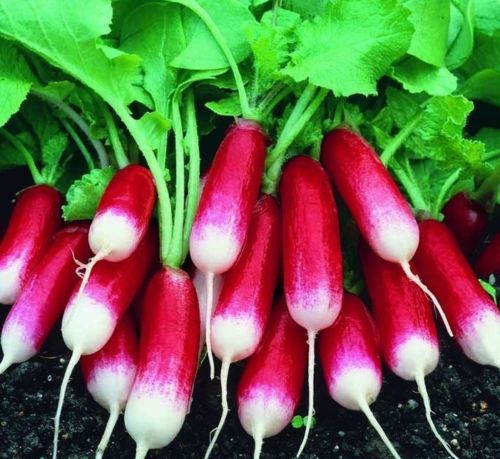 Radish French Breakfast