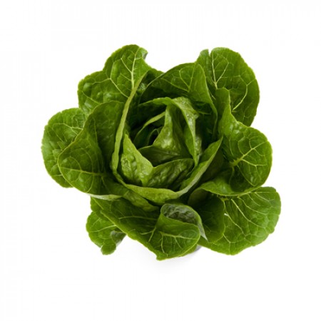 Rafael F1 (41-116) Romaine Lettuce, pelleted seed