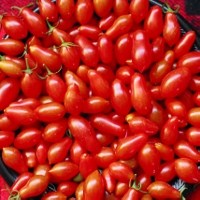 Tomato Red Pear