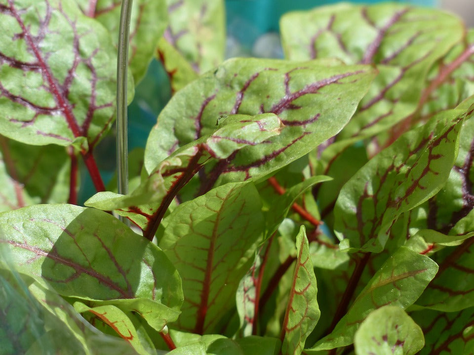 Red Veined Sorrel