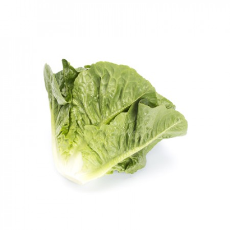 Requena F1 (41-120) Romaine Lettuce, pelleted seed