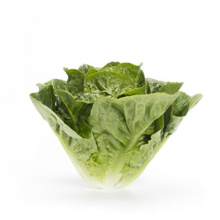 Requena F1 (41-120) Romaine Lettuce, pelleted seed